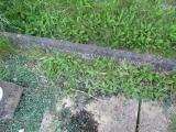 image of grave number 794634